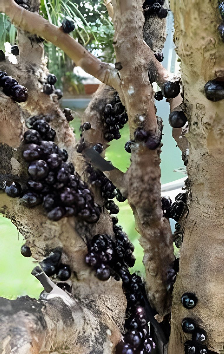 Studio Hebron: Refúgio Entre a Cidade e a Natureza