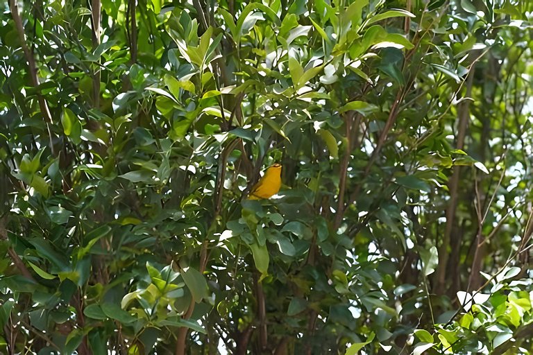 Studio Hebron: Refúgio Entre a Cidade e a Natureza