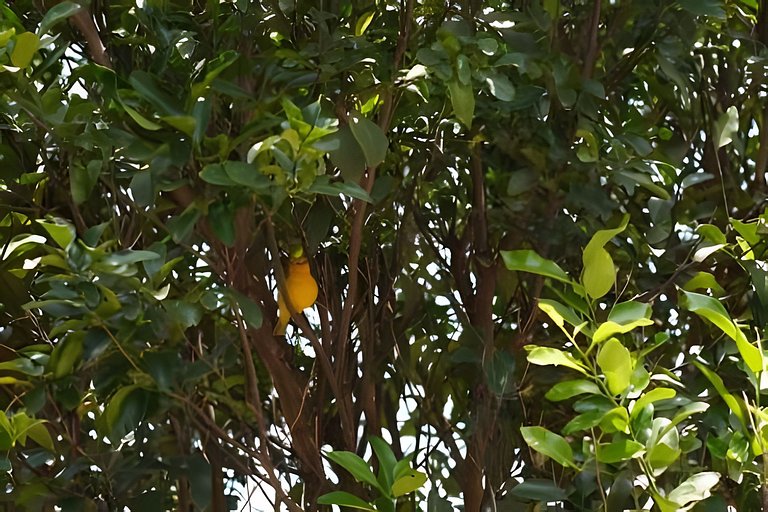 Suíte Bethel Anápolis